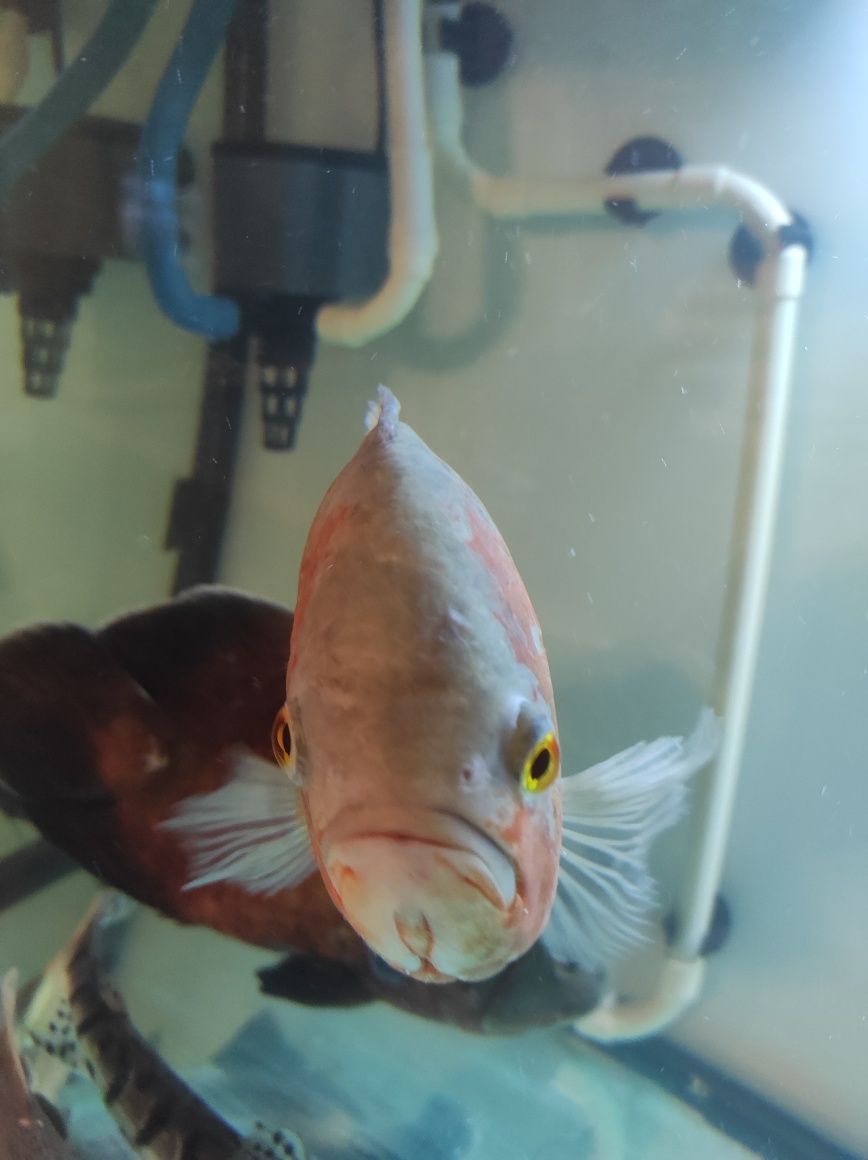 Peixe Oscar albino
