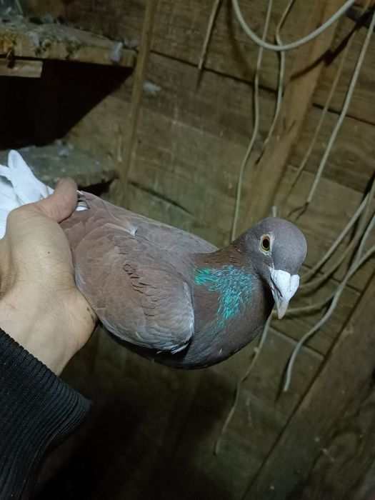 Gołębie pocztowe czerwone