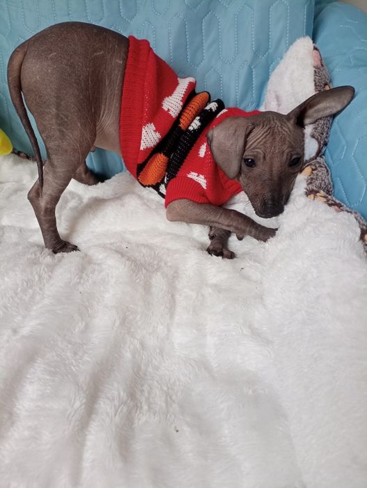 Nagi pies meksykański miniatura Szado