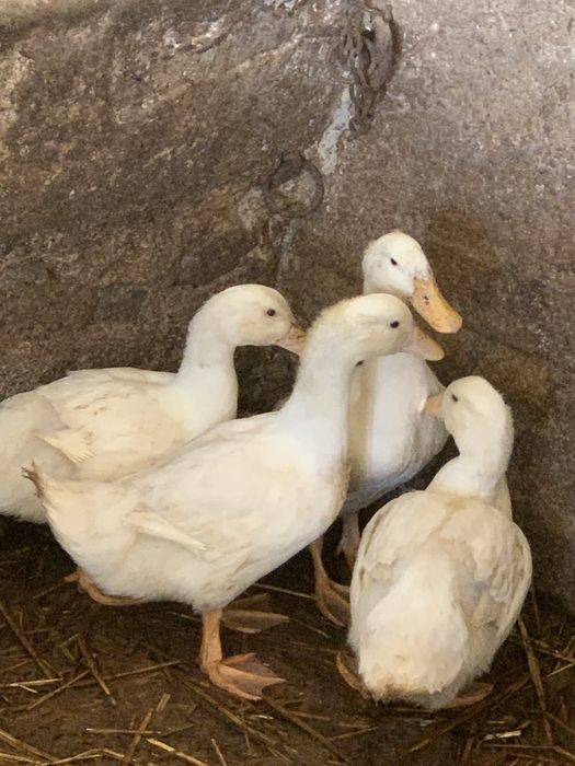 Kaczki białe 7 tygodnie za sztuke 30 zl i tuszki 55zl
