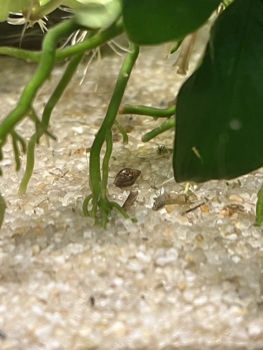 Ślimaki akwariowe rozdętki