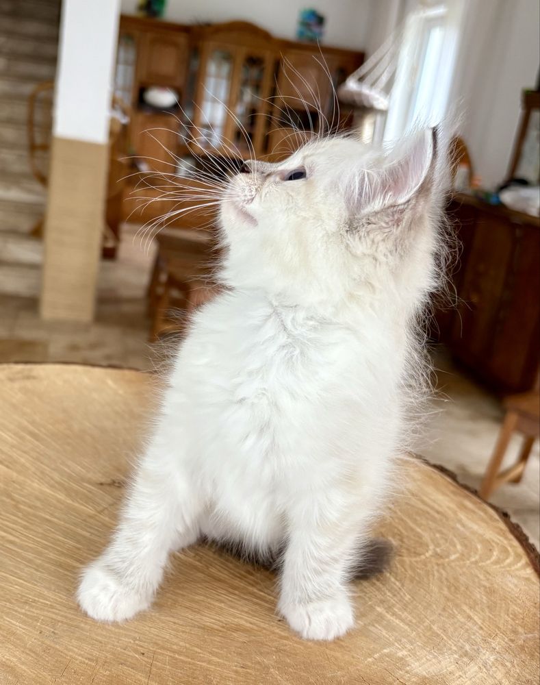Ragdoll FPL kotka RAG n 04 21 z uprawnieniami hodowlanymi