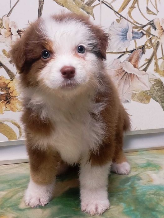 Owczarek australijski piesek red tri, długi ogon gotowy do zmiany domu