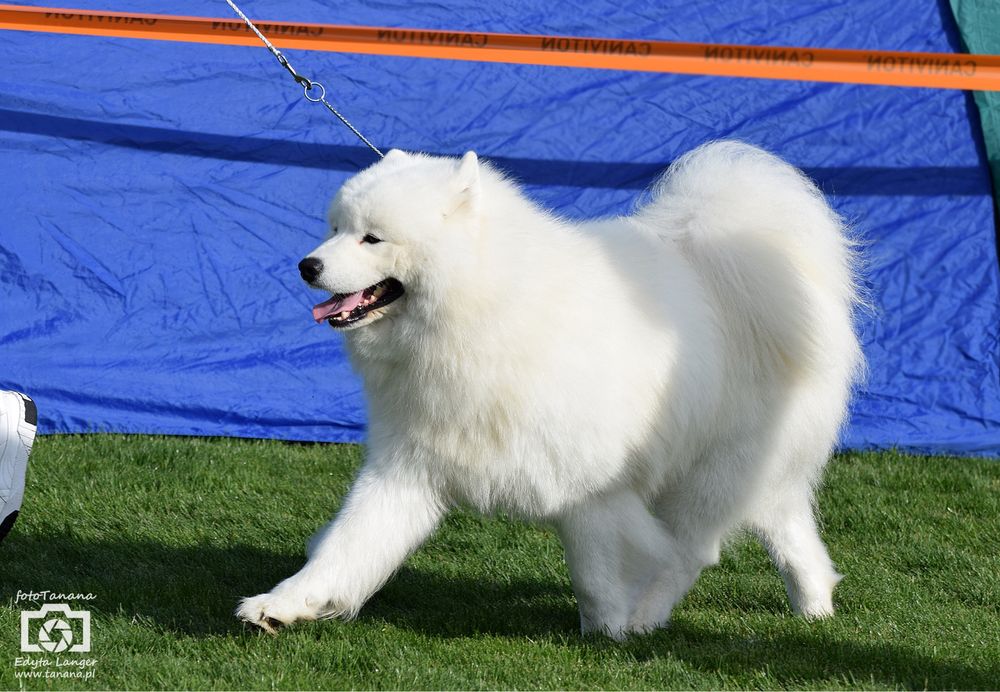 Reproduktor Samoyed FCI