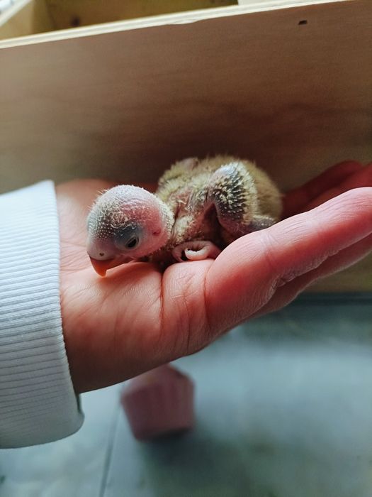 Rosicolis bebê para criar a mão