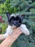 Yorkshire terrier GUCI Black end white piesek