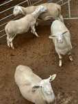 Ovinos das Raças,  Berouchon du Cher, e Dorper Branco