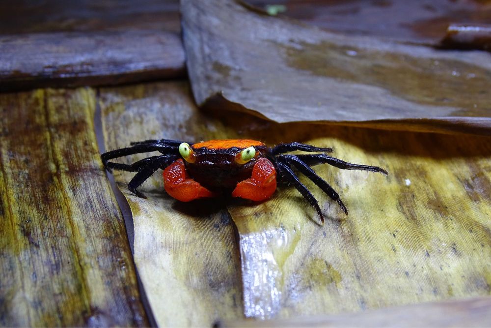 Krab Red Devil (Geosesarma sp. Red devil ) Ketrab
