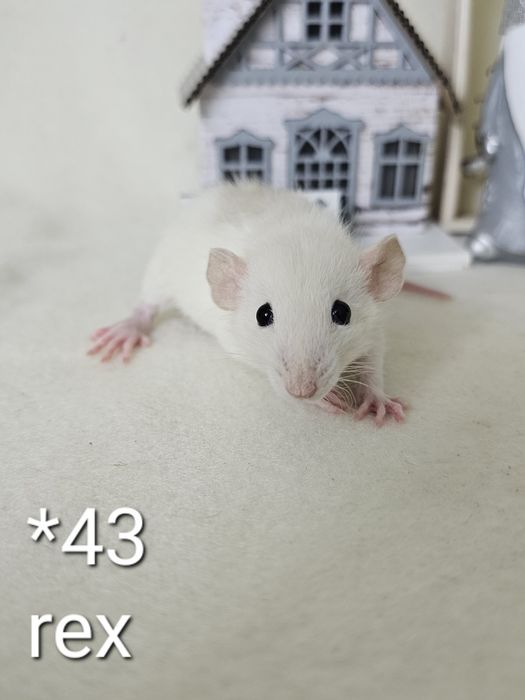 Szczur szczury szczurki