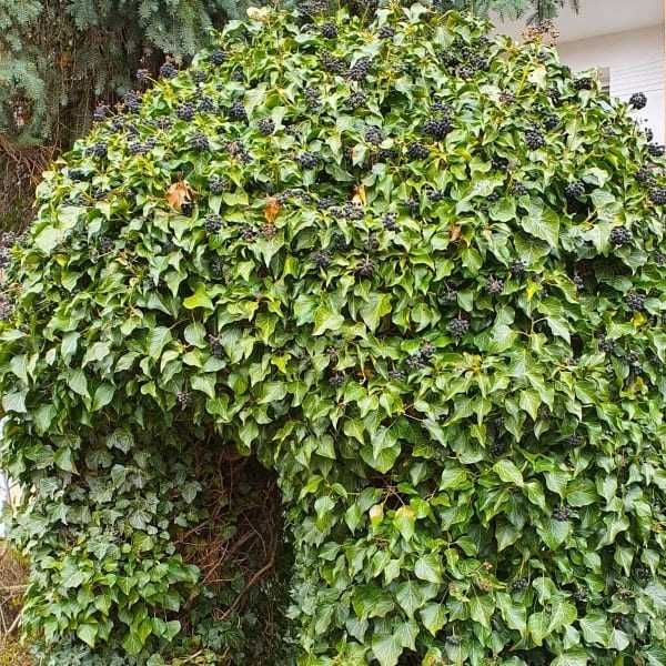 BLUSZCZ POSPOLITY SADZONKI 50 cm 2 sztuki za 1 zł na ŻYWOPŁOT ściany