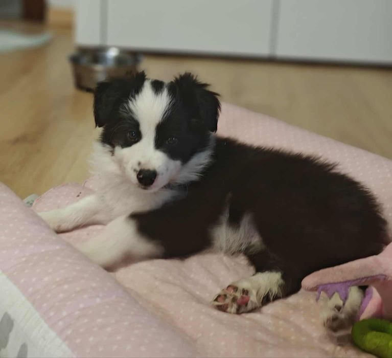 Chłopiec Border Collie