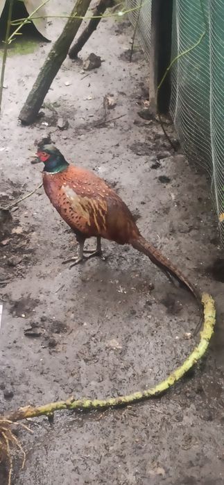 Sprzedam bażanta łownego