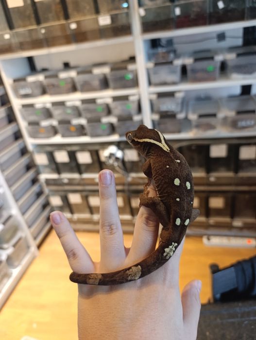 Correlophus sarasinorum White Collar