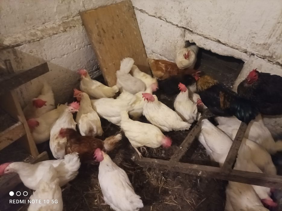 Sprzedam kury nioski koguty kurczaki