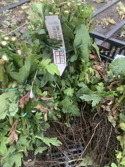 Хризантема кущі сорт Bigudi