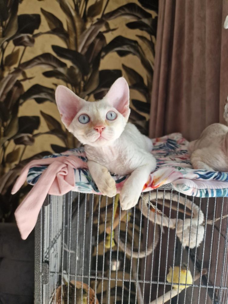 Devon Rex kot kremowy rudy