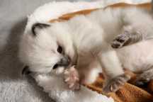 Ragdoll ragdolle umaszczeniu colorpoint