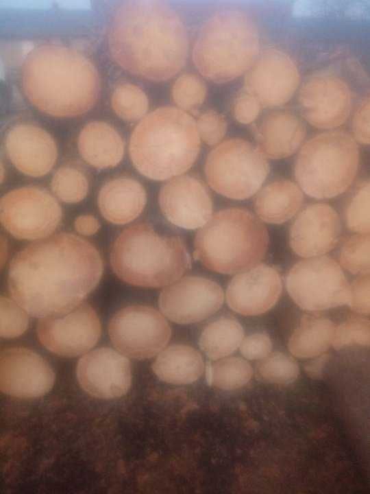 drewno sosnowe opałowe