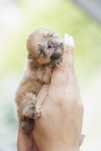 Szpic miniaturowy* Pomeranian* Chłopczyk