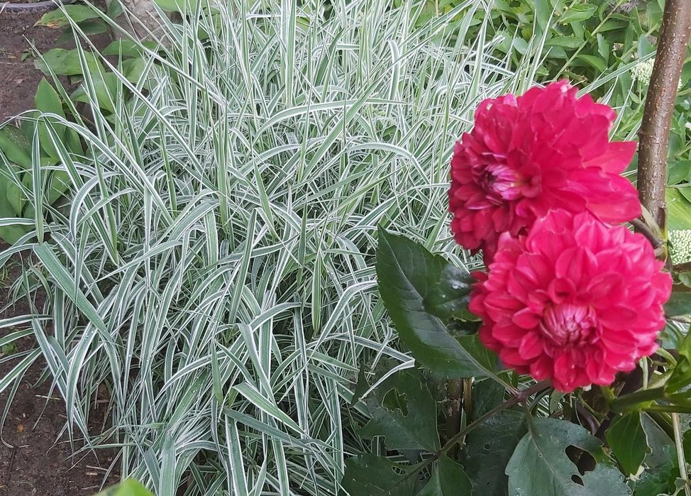 Trawa ozdobna mozga trzcinowata