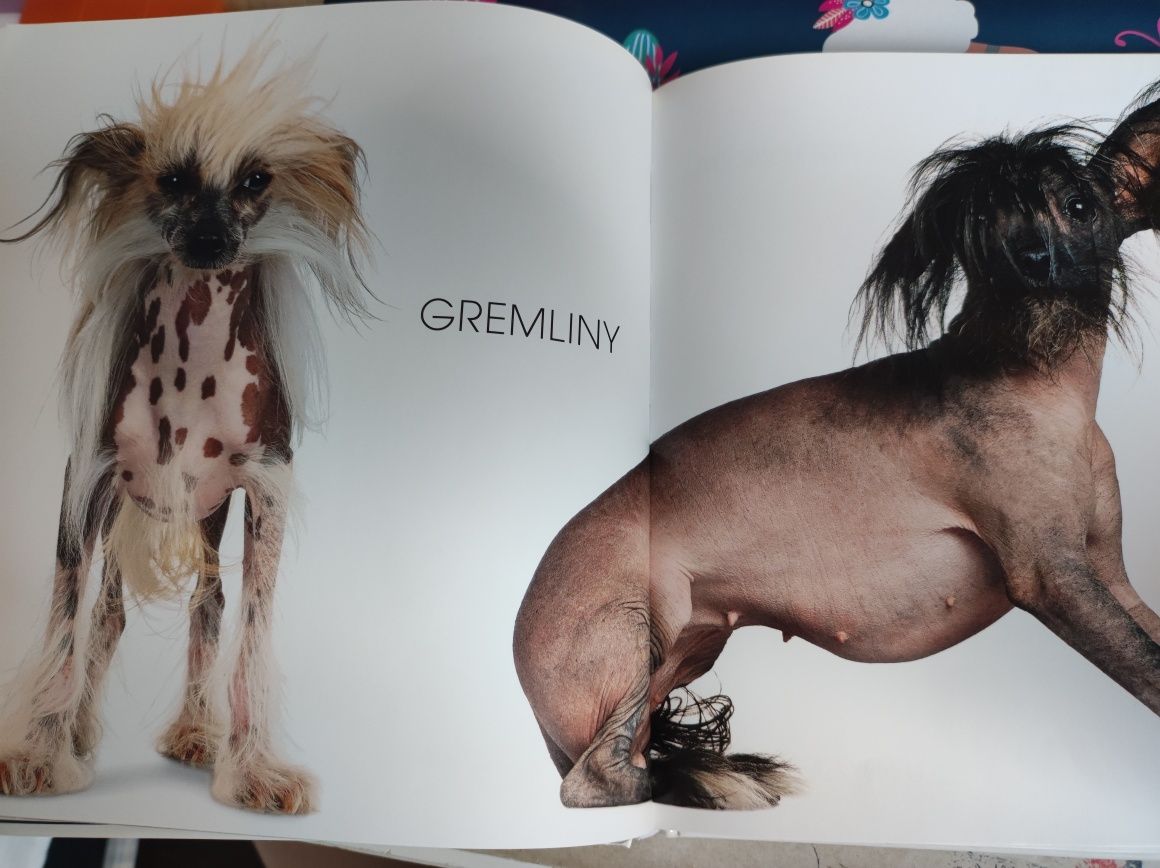 książka z ilustracjami psów