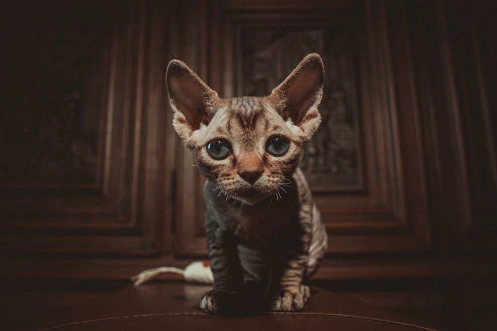 Kocurek Devon rex FPL Felis