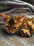 Gatinho macho bengal
