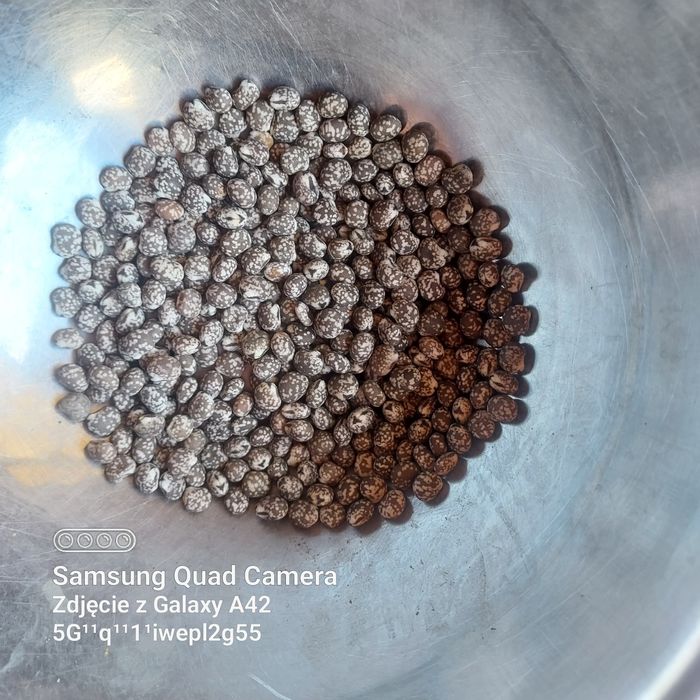 Lubin gorzki niebieski