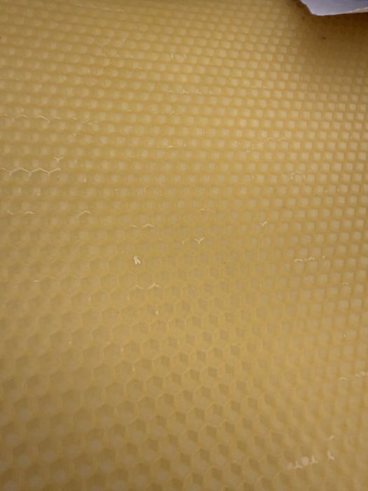 Węza pszczela wielkopolska hurt