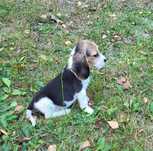 Beagle piesek sprzedam