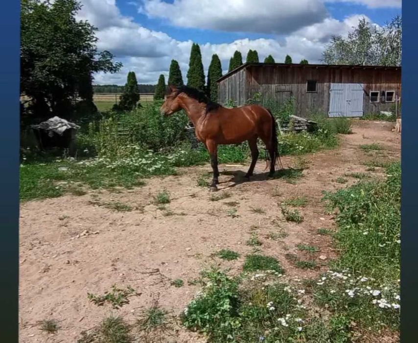 Sprzedam  klacz  gniada oraz trzy koniki polskie