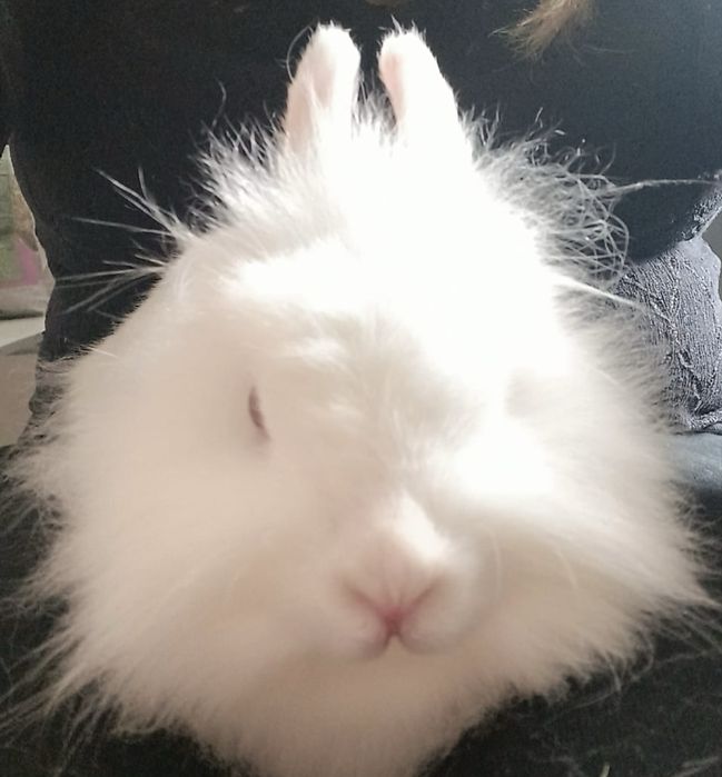 Oddam w dobre ręce królika z klatką !