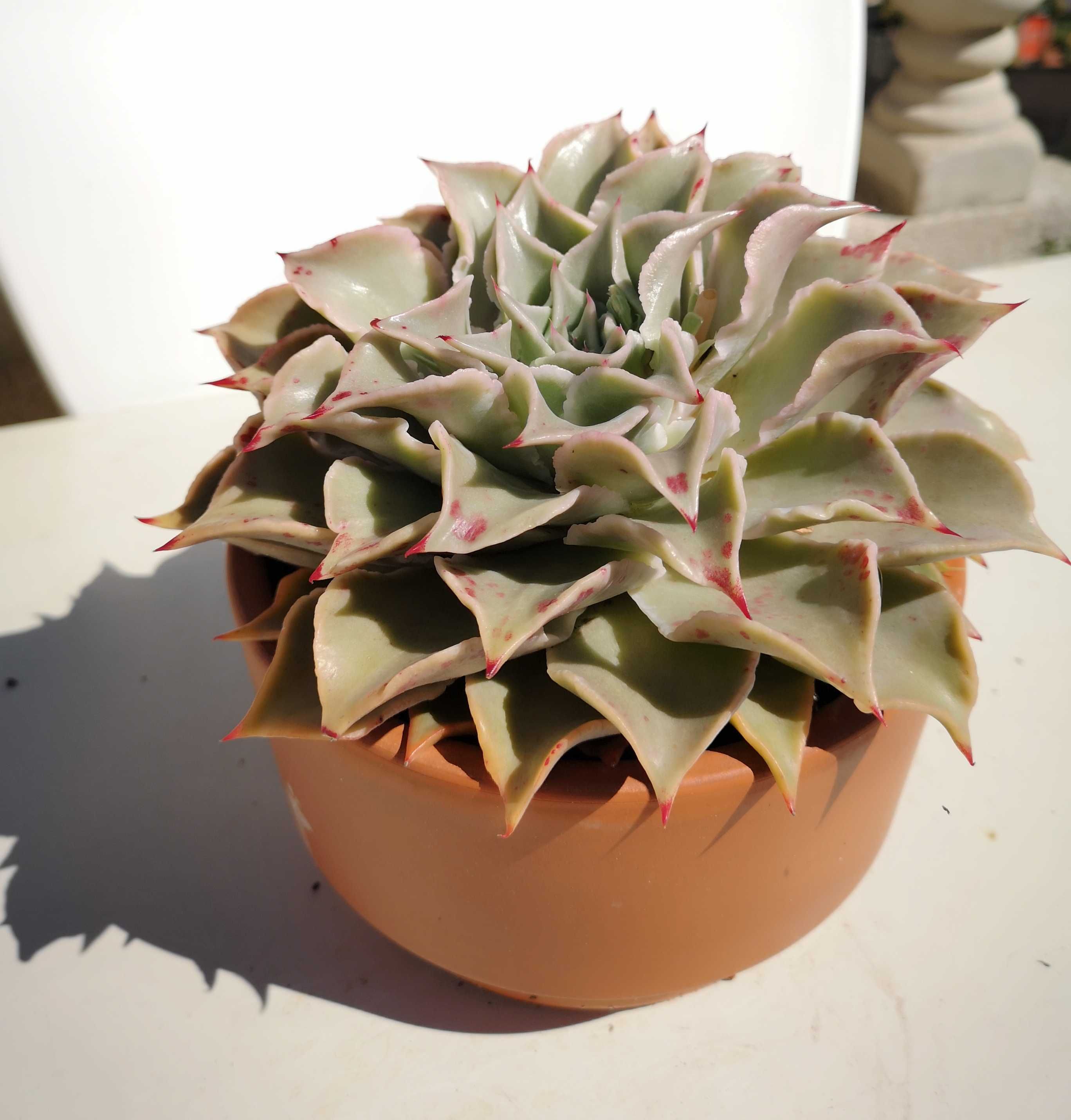 Suculenta Echeveria Madiba