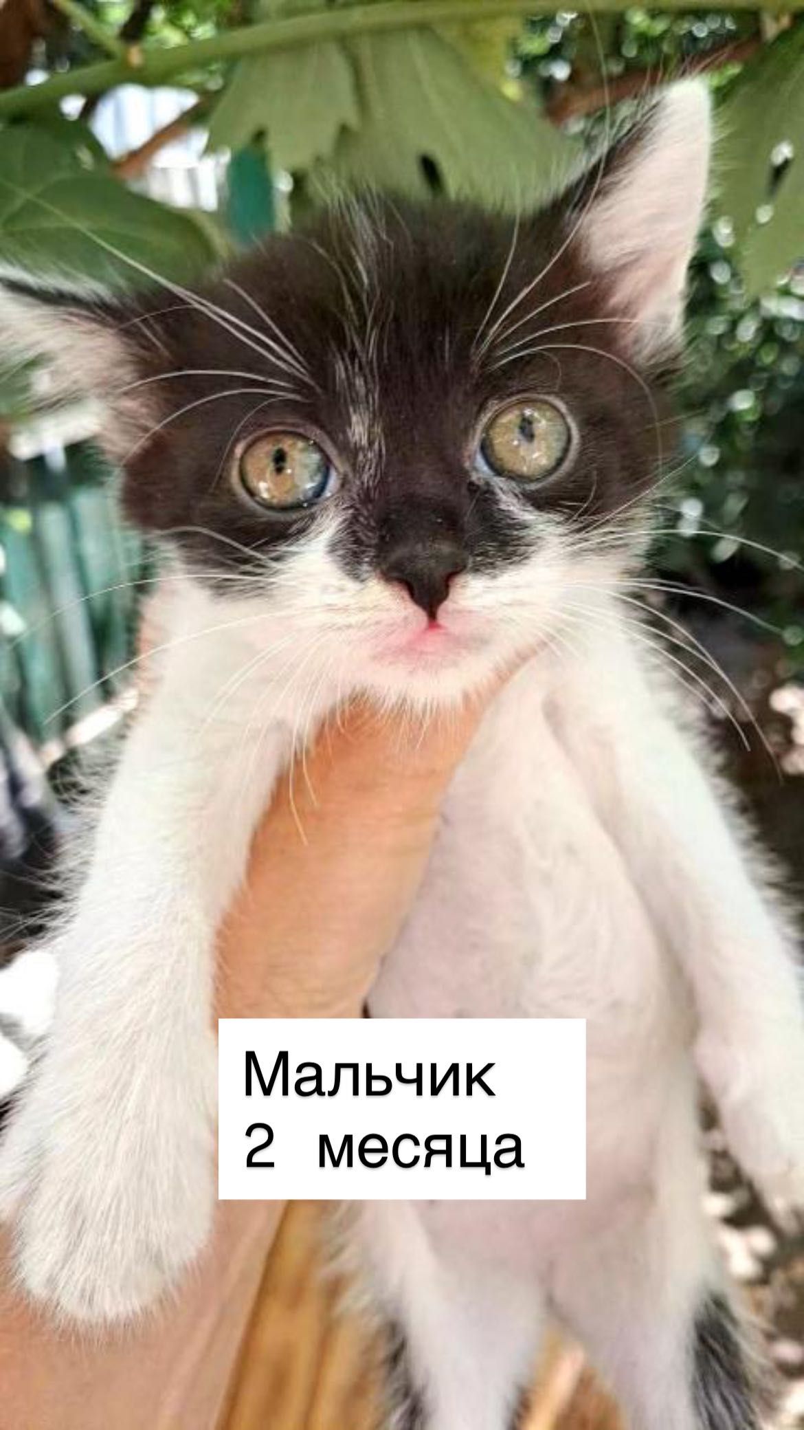 Красивые котята Бесплатно