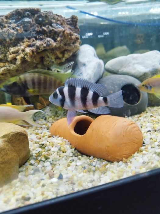 Neolamprologus Tretocephalus pieciopregi tanganika