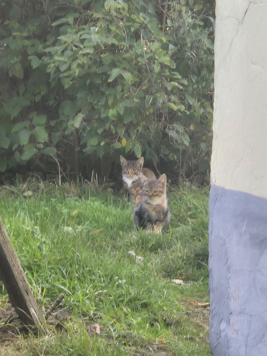 Kotki  oddam w dobre ręce