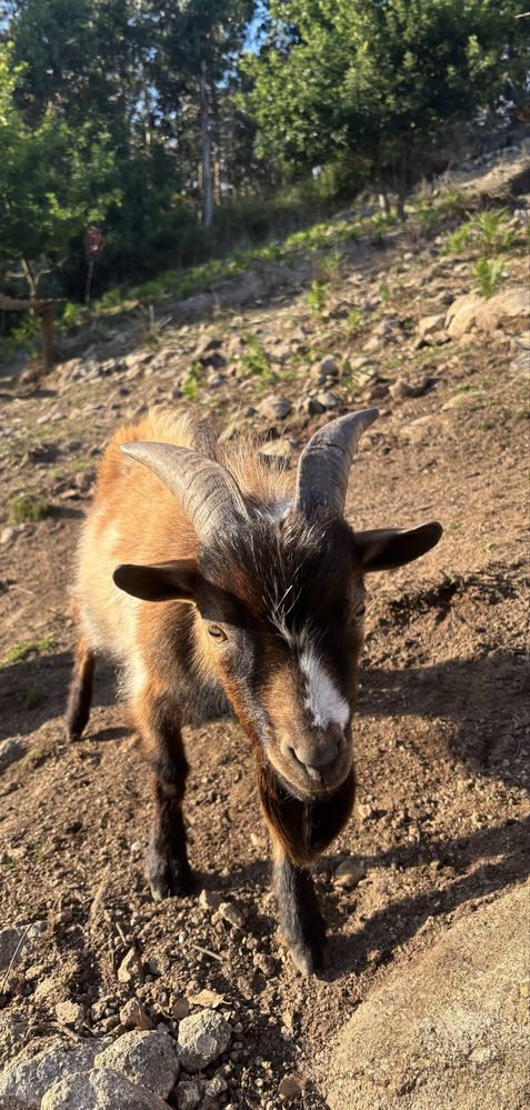 Cabrito anão macho, malhado, 1 ano de idade