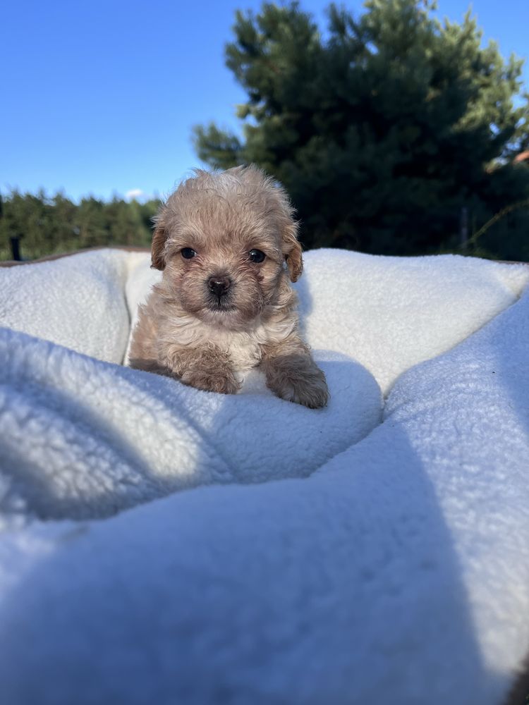 Maltipoo mini suczka