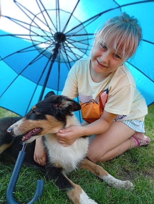 Owczarek szkocki collie