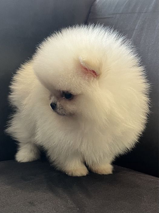 Szpic miniaturowy pomeranian suczka FCI
