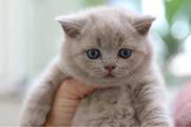 Macho British Shorthair  com LOP