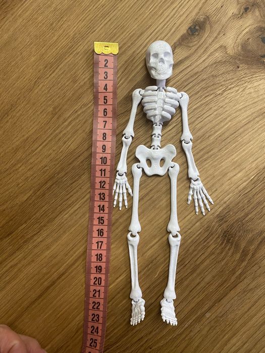 Рухомий скелет 23 см