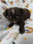Chihuahua machinho  chocolate