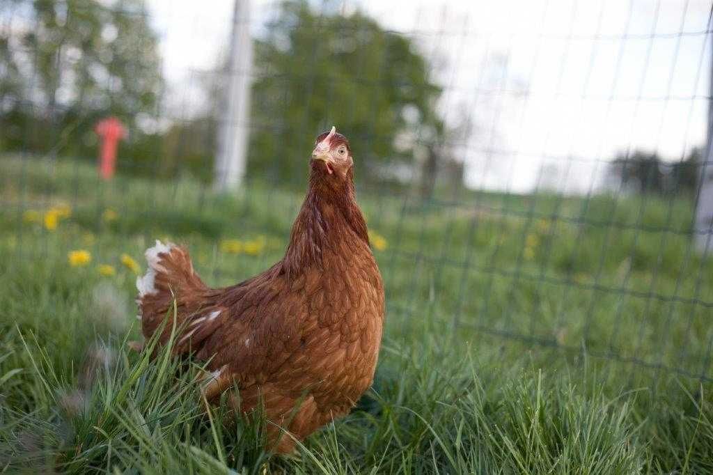 Kurki kokoszki nioski Tetra brązowa na jajko dowóz Gratis