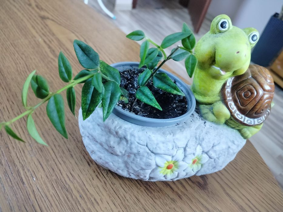 Hoja Bella,hoja Bella