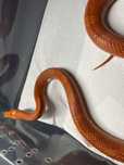 Waz zbozowy hypo bloodred piedside