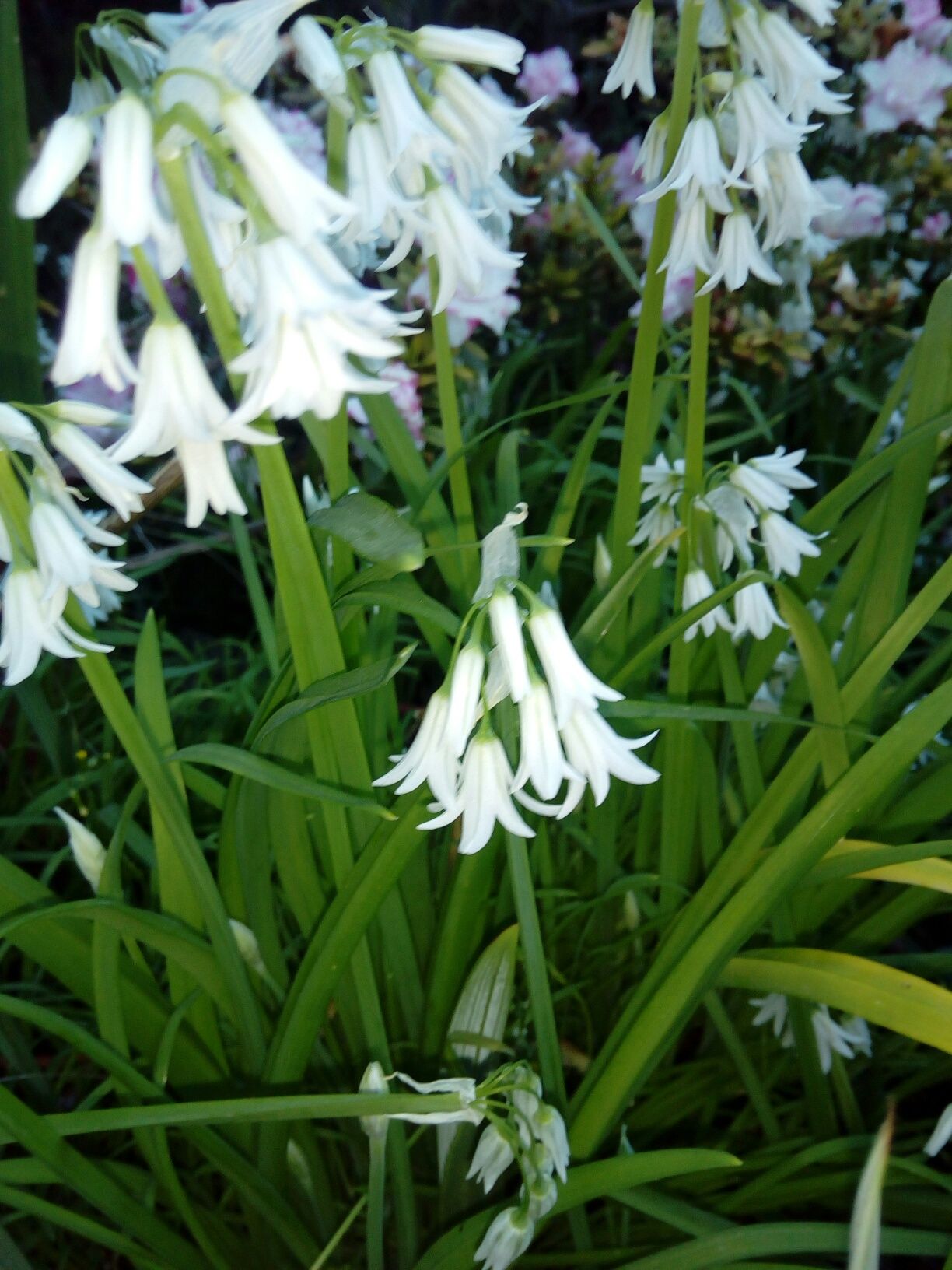 Bolbos de Andorinhas (flores brancas)