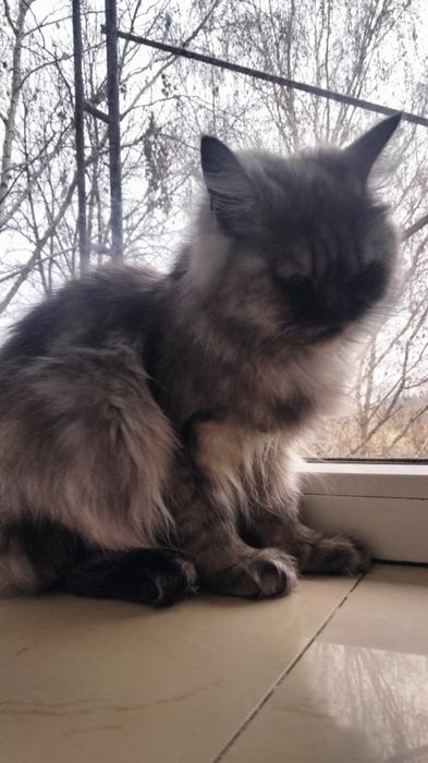 Кішка, персицька срібляста шиншила