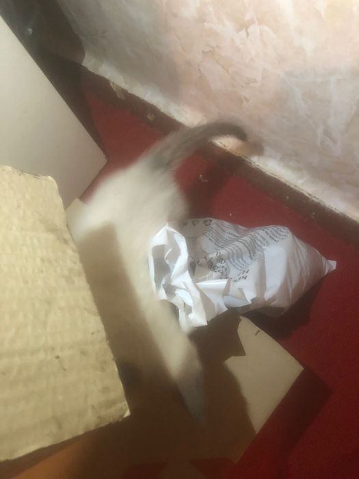 Сіамський британець