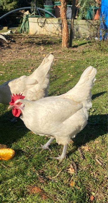 Galinhas Bresse Gauloise